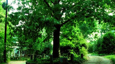 El árbol que nadie puede talar