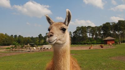 Anticuerpos de llama contra la gripe estacional