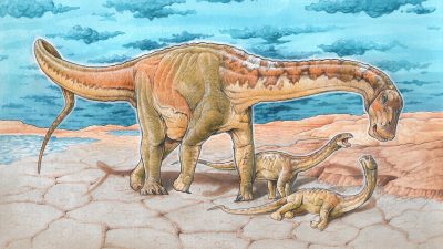 Científicos descubren una nueva especie de dinosaurio de 110 millones de años en Argentina.