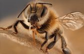 Dexcubren la primera abeja que parece no tener madre