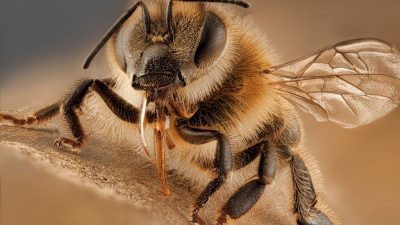 Dexcubren la primera abeja que parece no tener madre