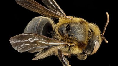 Esta es la extraña abeja sin aguijón a la que los mayas consideraban sagrada