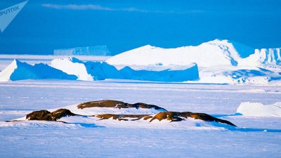 Hallan restos de antiguos continentes escondidos bajo la Antártida
