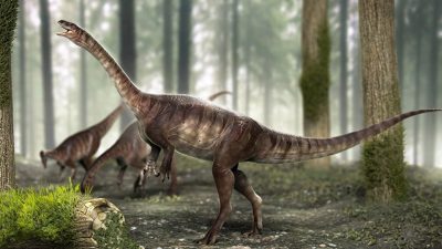 Hallan ‘sin querer’ los restos del dinosaurio de cuello largo más antiguo del mundo