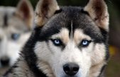 Resuelto el misterio de los ojos azules de los huskies siberianos