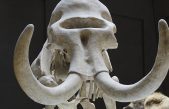 Hallan en Rusia el cráneo de un mamut con un tesoro dentro