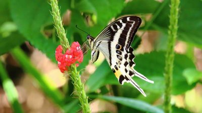 Esta espectacular mariposa ha sido descubierta en una isla de Fiyi