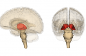 Un nuevo atlas de los núcleos del tálamo para conocer mejor el cerebro