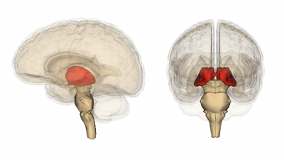 Un nuevo atlas de los núcleos del tálamo para conocer mejor el cerebro