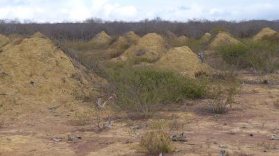 Hallan en Brasil una «megaciudad» de termitas tan antigua como las pirámides visible desde el espacio