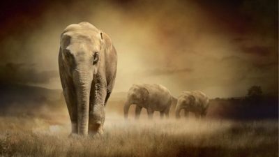 Debido al tráfico de marfil, los elefantes están evolucionando para que sus colmillos no crezcan