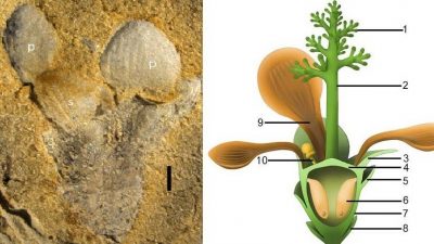 Paleontólogos participan en el descubrimiento en China de un fósil que avanzaría en 50 millones de años el origen de las flores.