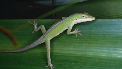 Así es como los geckos caminan sobre el agua