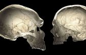 Los genes neandertales influyen en la forma de nuestros cráneos