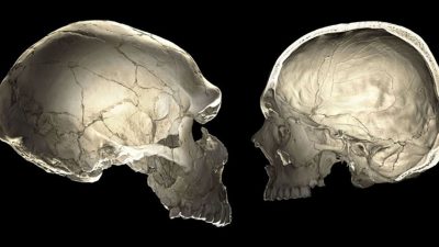 Los genes neandertales influyen en la forma de nuestros cráneos