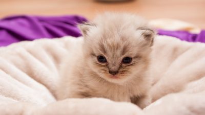 El primer gato clonado chino nacerá en 2019