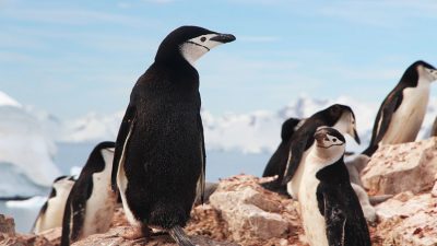 Así es como esta supercolonia de animales logró esconderse de la vista humana por 3.000 años