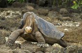 El ADN del solitario George guardaba el secreto de su longevidad y gigantismo