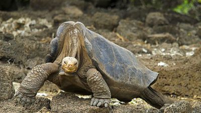 El ADN del solitario George guardaba el secreto de su longevidad y gigantismo