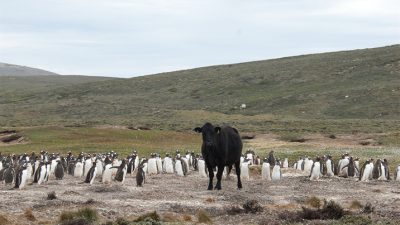 La fauna antártica está amenazada por los patógenos dispersados por los humanos en latitudes polares
