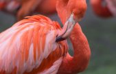 ¿Por qué los flamencos se tienen que «maquillar» para ser de color rosa?