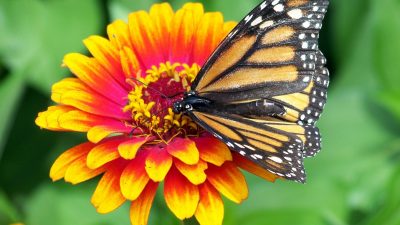 Las flores pueden escuchar a los insectos