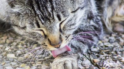 ¿Cómo funciona (de verdad) la lengua de los gatos?