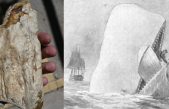 Descubren una bestia marina fósil similar a Moby-Dick