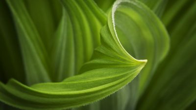 Descubren que las plantas pueden oler