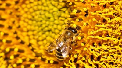 Las abejas se adaptan a zonas altas mediante cambios en su comportamiento