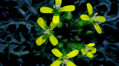 Descubren que hay plantas capaces de ‘masajearse’ a sí mismas durante horas para autopolinizarse