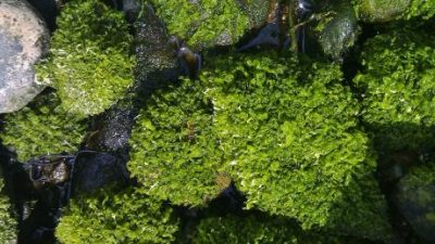 Un alga marina revela características animales y vegetales