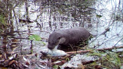 La vida silvestre vuelve a ser abundante en Chernóbil