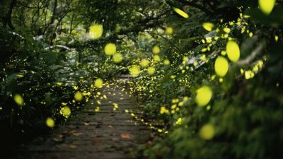 Las luciérnagas inspiran la creación de nuevas bombillas LED