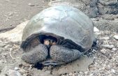 Hallan en Galápagos tortuga gigante considerada desaparecida hace un siglo