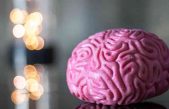El cerebro se adapta al ritmo de la voz para aprender palabras