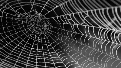 ¿Tela de araña como músculo robótico? Sí, es posible