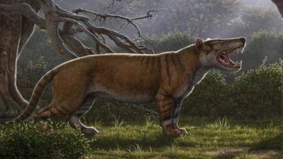 Simbakubwa kutokaafrika, el nuevo carnívoro gigante escondido en el cajón de un museo