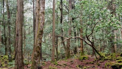 Aokigahara, el bosque de los suicidas