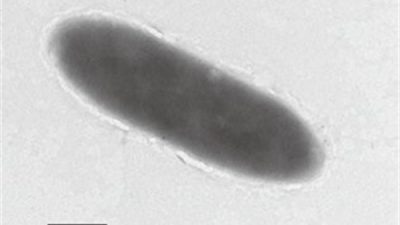 Estas bacterias se alimentan de hidrocarburos y vive en el lugar más profundo de la Tierra