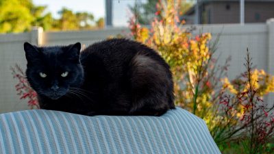 Descubren cómo las supersticiones se expanden en la sociedad