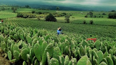 Olvídate del petróleo, México inicia la era de la propulsión a base de cactus