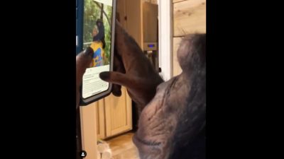 Video de chimpancé usando Instagram muestra qué tan elementales somos los primates