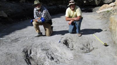 Por primera vez se encuentran impresiones de la piel de un dinosaurio perfectamente preservadas