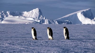 La reproducción del pingüino emperador se tambalea en la Antártida