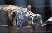 Detectan familia de tigres siberianos en noreste de China