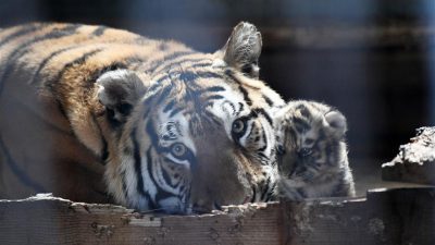 Detectan familia de tigres siberianos en noreste de China