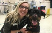 Una rottweiler se recupera de sus quemaduras con injertos de piel de pez