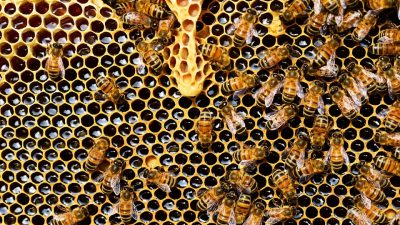 Día Mundial de las Abejas