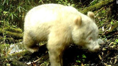 Descubren el primer panda albino